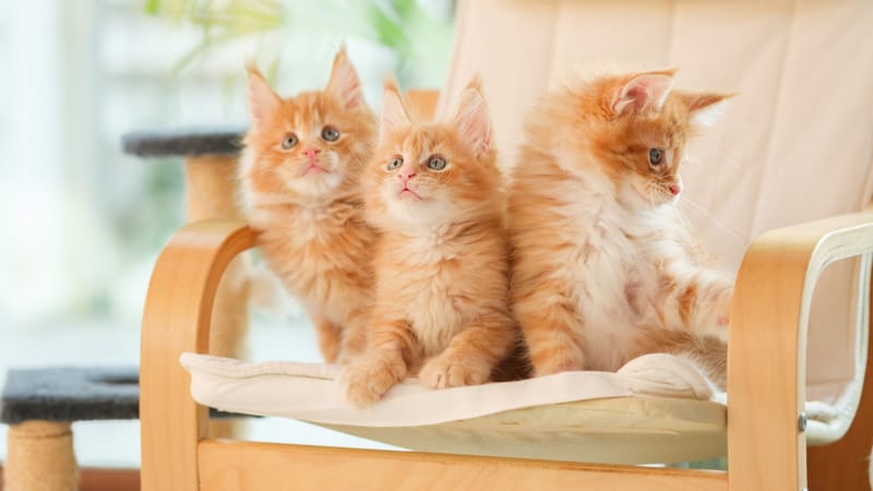 นิสัยและพฤติกรรมของ Maine Coon ยักษ์ใจดีที่เดินตามคุณไปทุกห้อง Maine Coon Personality & Behavior