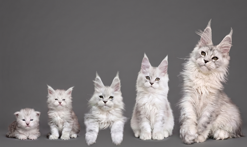 Maine Coon Grows 3x Slower Than Other Cats — What Every Owner Should Know