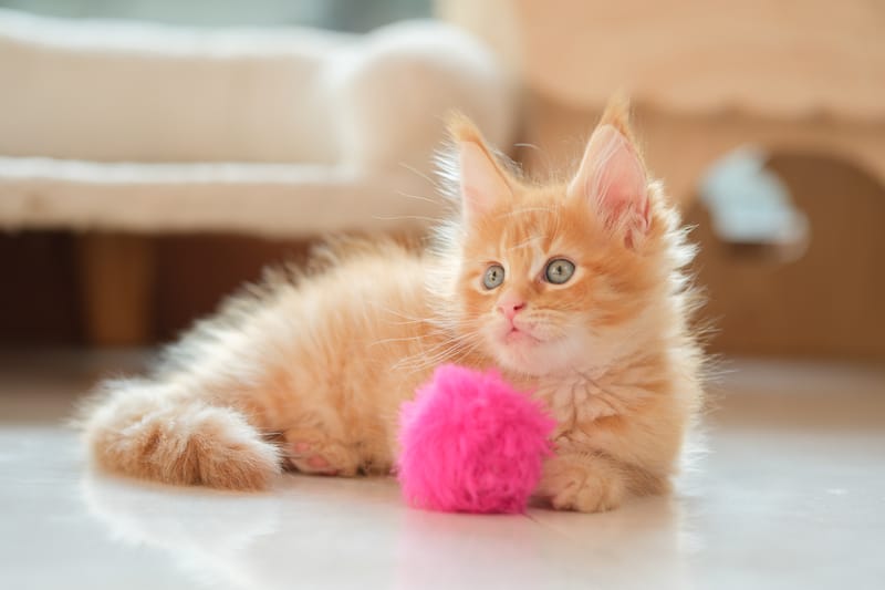 เลี้ยง Maine Coon ค่าใช้จ่ายเท่าไหร่? คู่มือวางแผนงบสำหรับเจ้าของใหม่