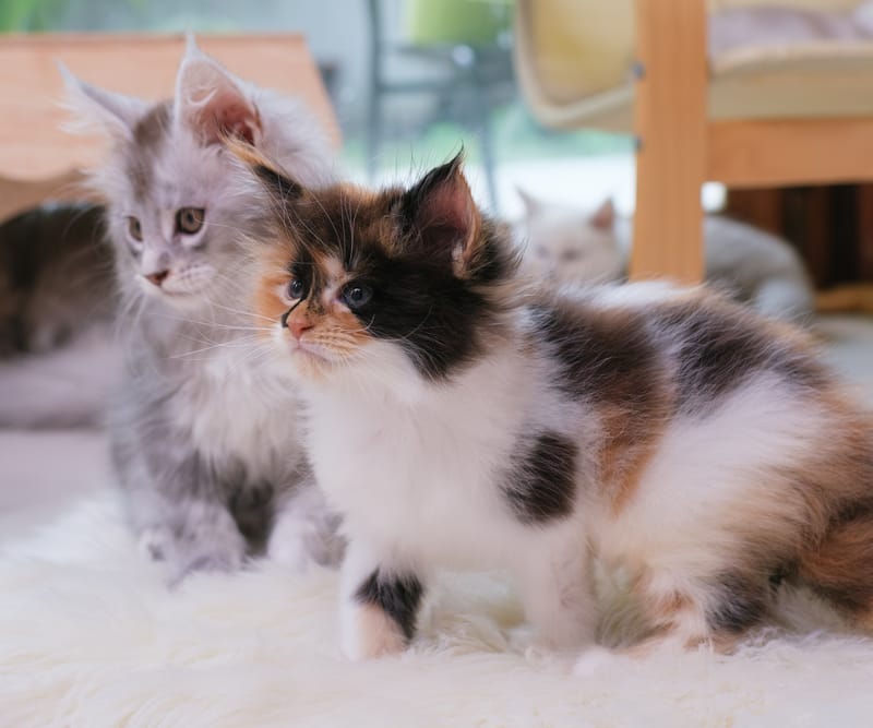 How Much Does It Really Cost to Own a Maine Coon in Thailand?