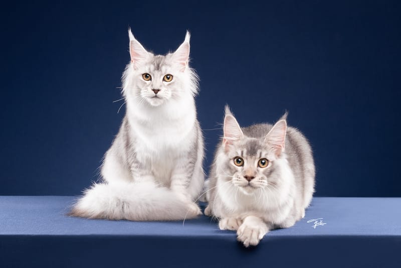 Maine Coon Kittens for Sale in Thailand — The Expat Guide to Finding a Reputable Breeder