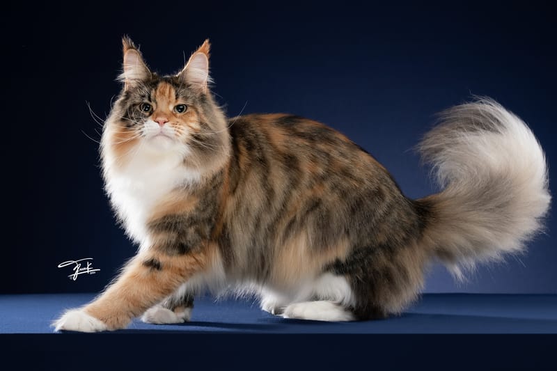 Maine Coon Kitten Price in Thailand 2026 — Complete Cost Guide