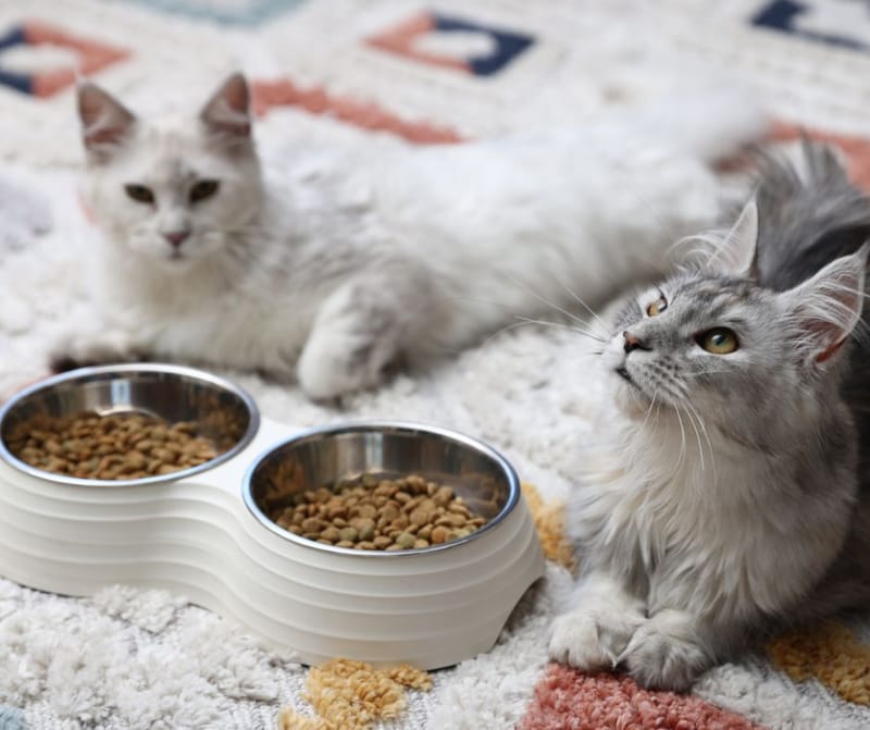 อาหารเมนคูน กินอะไรดี? คู่มือเลือกอาหาร Maine Coon ทุกช่วงวัย