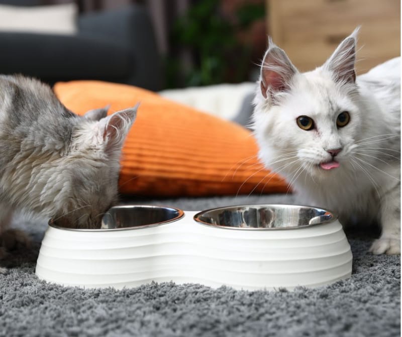 What Should Maine Coons Eat? A Complete Guide to Choosing the Right Food for Every Life Stage
