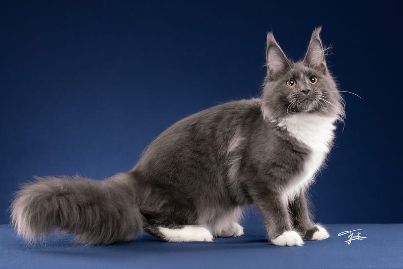 เมนคูนแท้ดูอย่างไร? 10 วิธีเลือก Maine Coon ก่อนรับน้องเข้าบ้าน