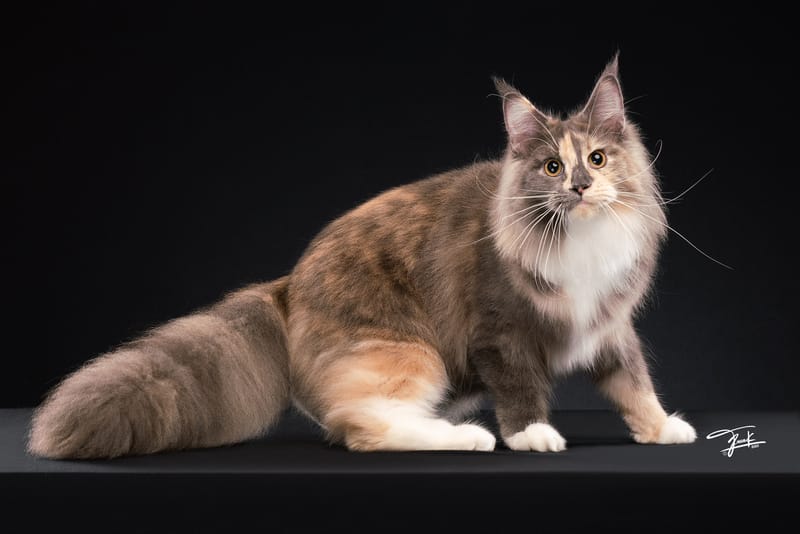 How to Identify a Purebred Maine Coon? 10 Things to Know Before Bringing One Home