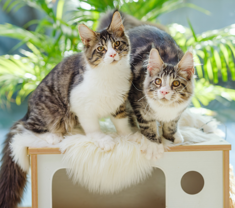 Maine Coon Thailand: Cost, Price & Complete Guide for New Owners