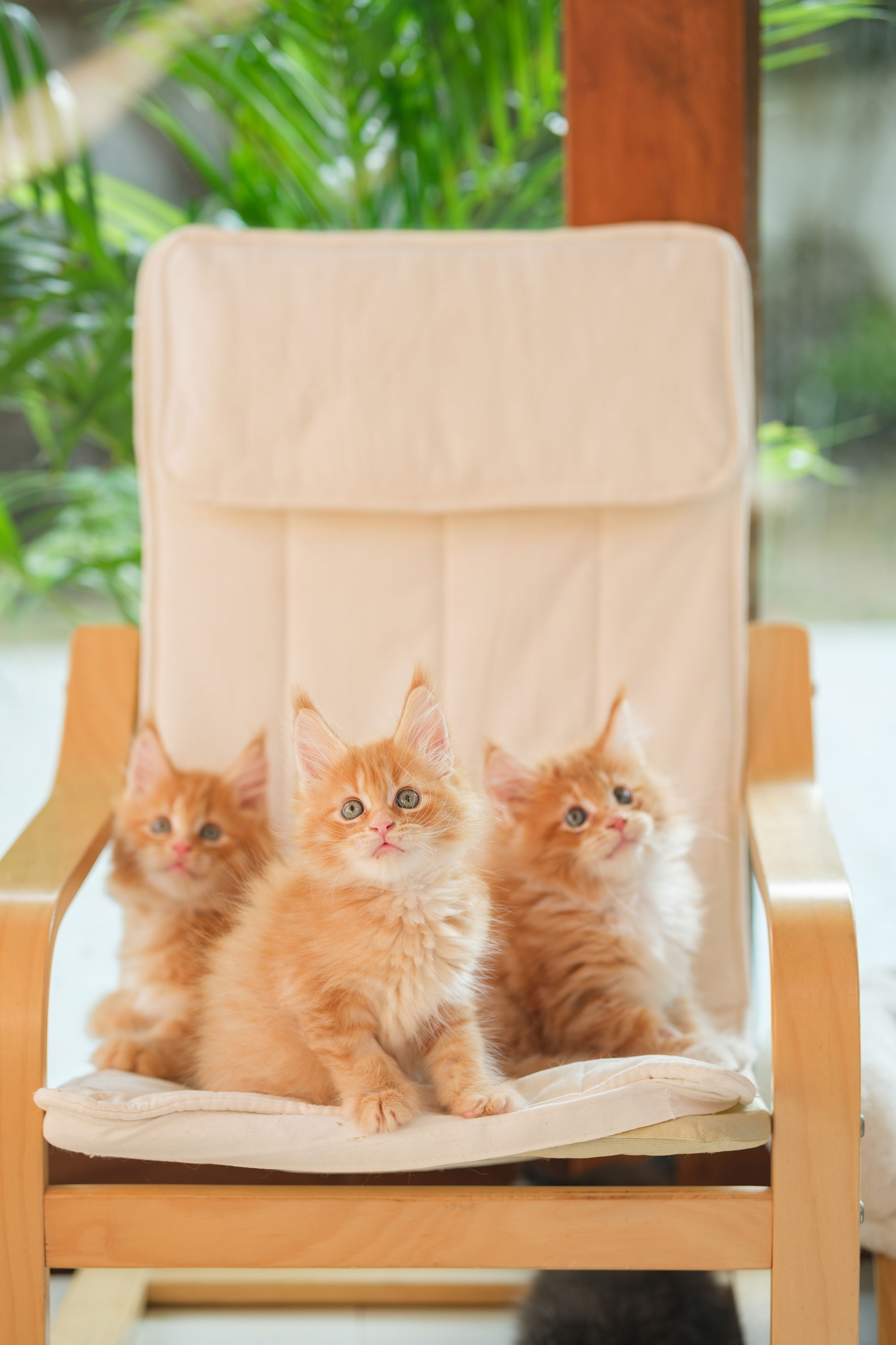 Steps to reserve a purebred Maine Coon kitten from TigerCoonCat, including contact details, deposit process, and what’s included.