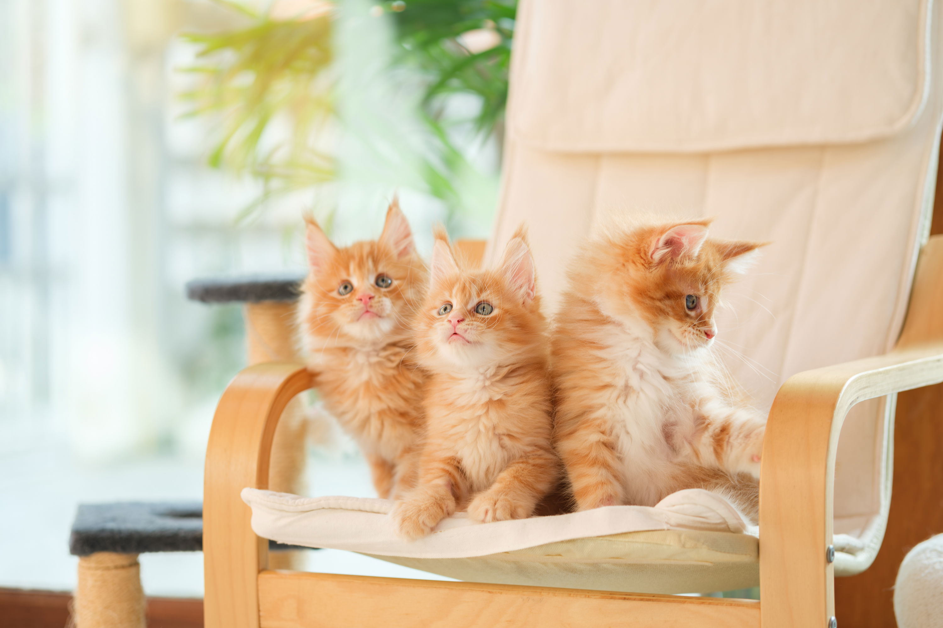 Three red tabby Maine Coon kittens sitting on a chair in Thailand cattery