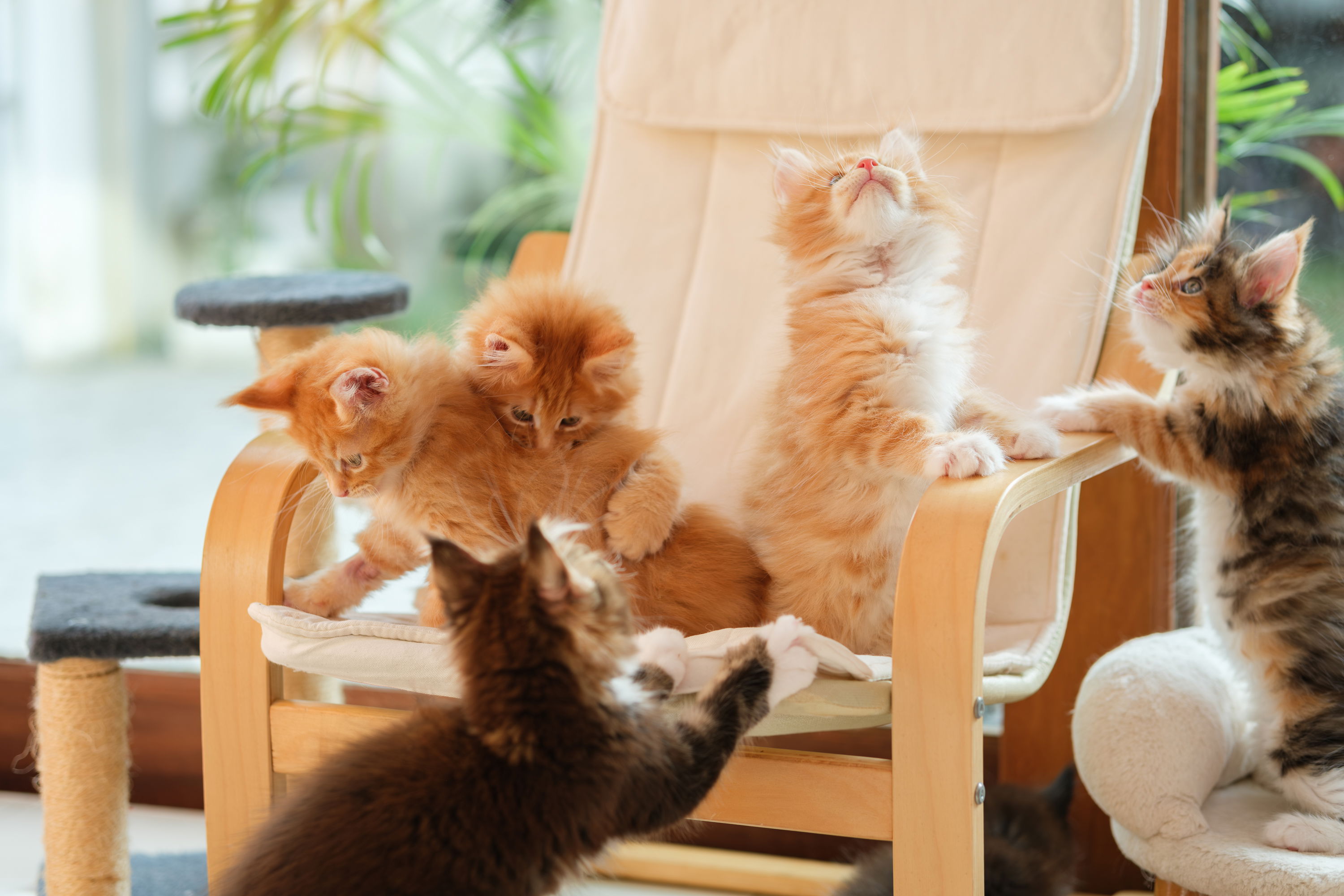 Premium Maine Coon kittens raised by Tigercooncat breeder in Thailand