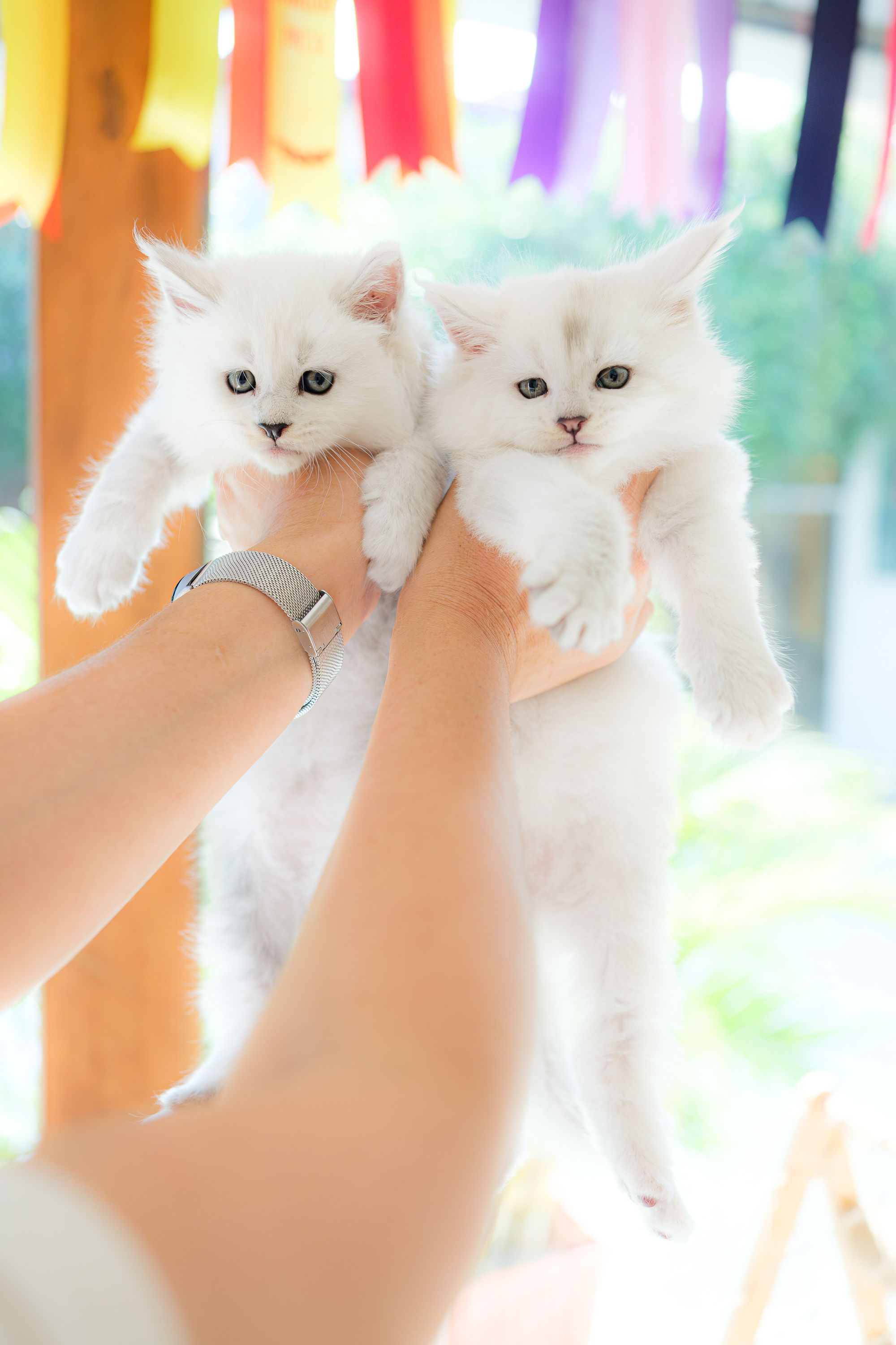 Two Silver Shell Maine Coon kittens held with love – Tigercooncat breeder in Thailand