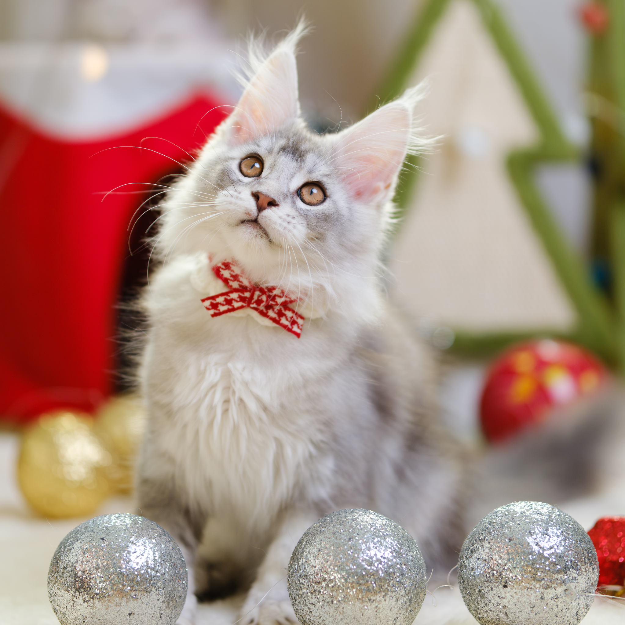 Healthy Maine Coon kitten with certified pedigree and full medical screening.