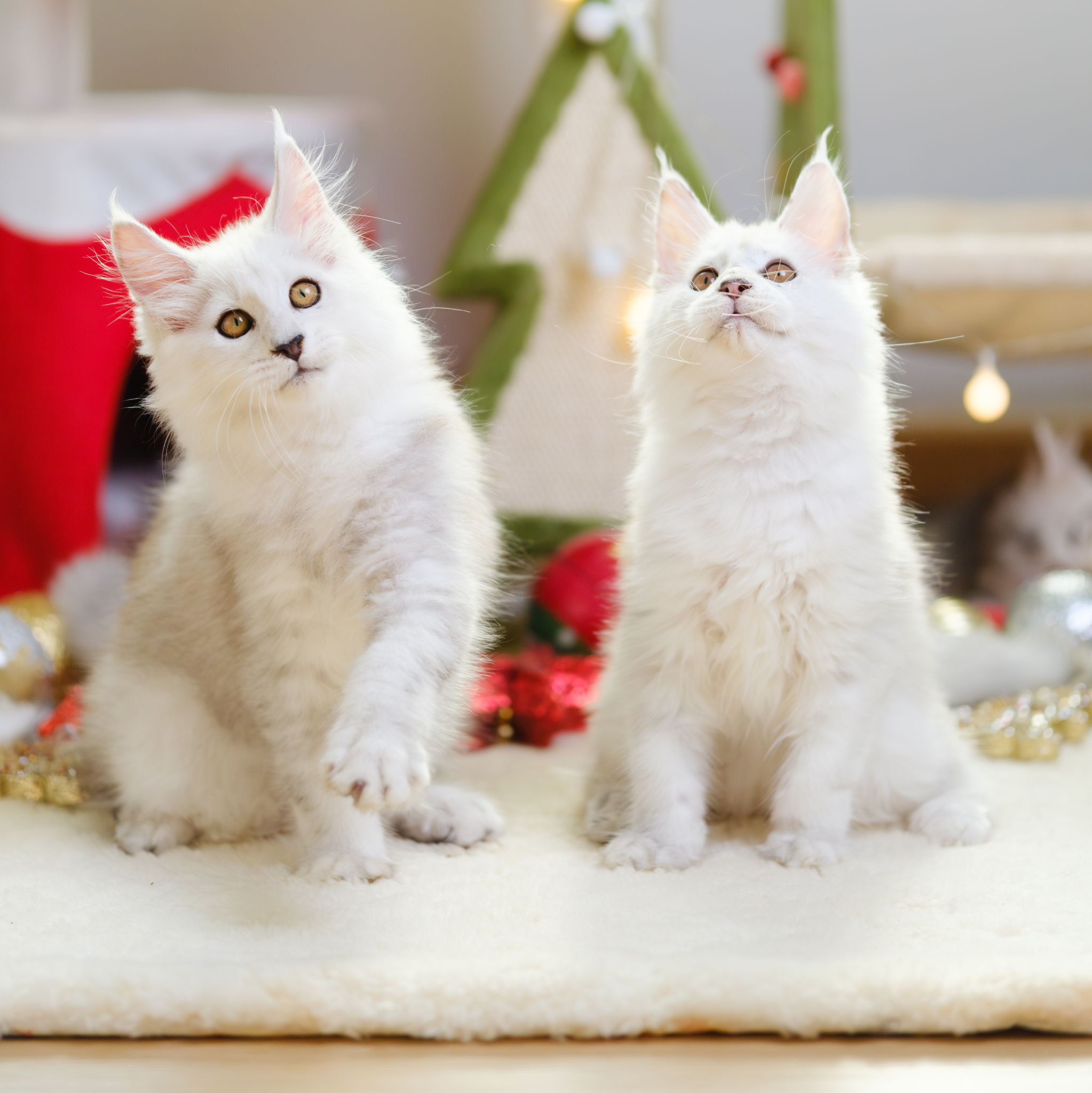Two rare Silver Shaded Maine Coon kittens showing the exclusive genetics and premium quality of Tigercooncat bloodlines.