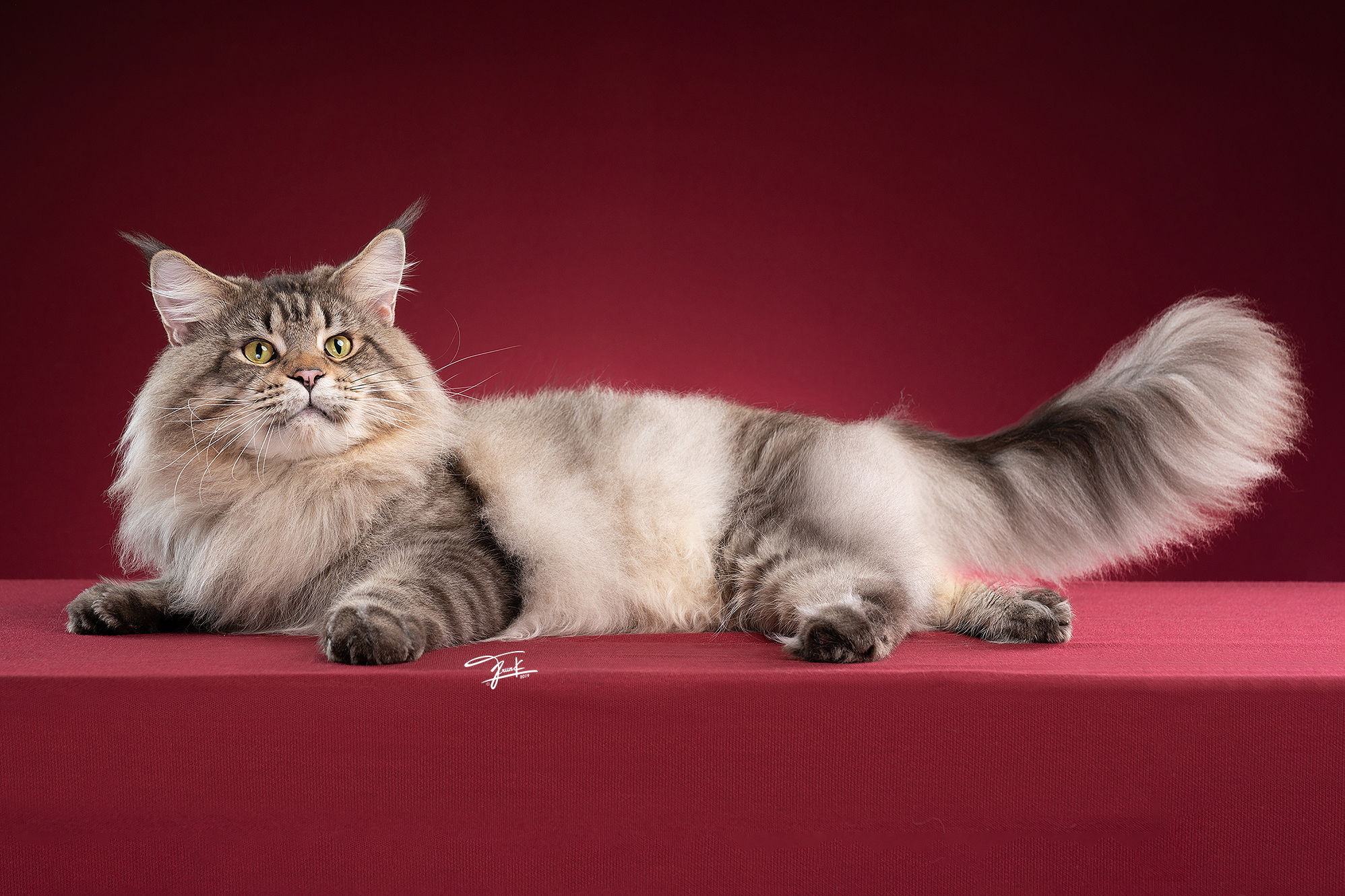 A majestic Brown Tabby Maine Coon stud with a powerful wild look and thick coat, standing against a deep red background - Tigercooncat Cattery.