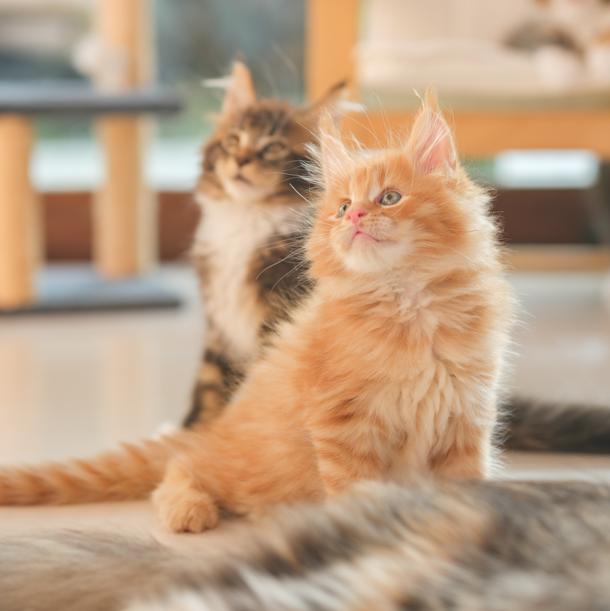 ลูกแมวเมนคูน Tigercooncat เติบโตในบ้านแบบอิสระ อารมณ์ดี พร้อมเป็นสมาชิกใหม่ของครอบครัว