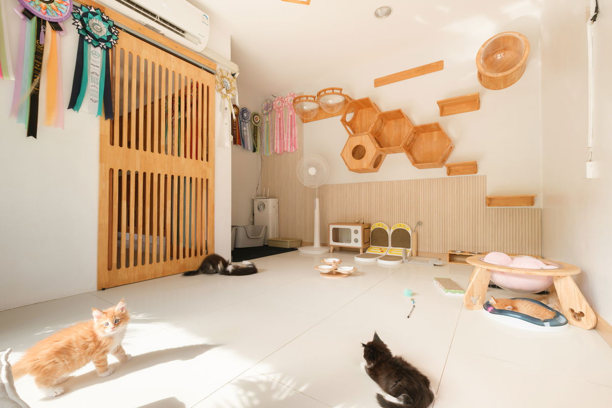 Healthy Maine Coon kittens playing in a spacious, socialized home setting.