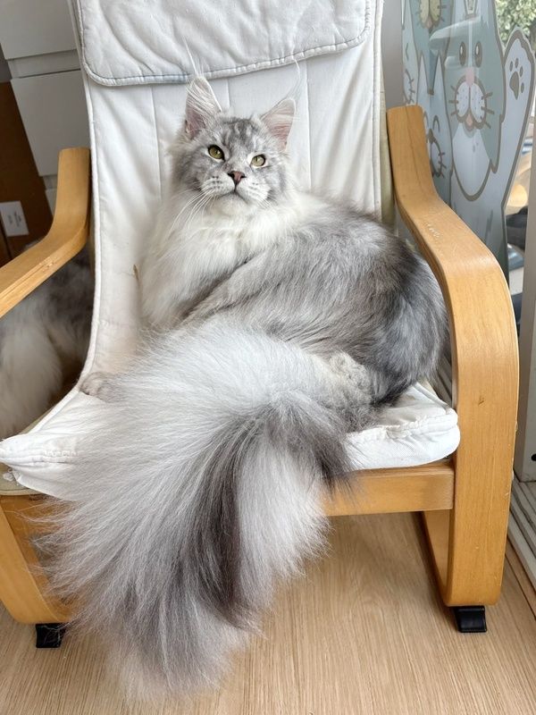 Majestic Blue Silver Maine Coon showing long silky fur and signature tail.