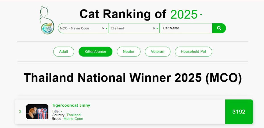 TigerCooncat Jinny - 3rd Place Thailand National Winner 2025 in Maine Coon Kitten class.