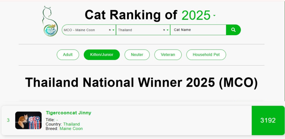 TigerCooncat Jinny - 3rd Place Thailand National Winner 2025 in Maine Coon Kitten class.