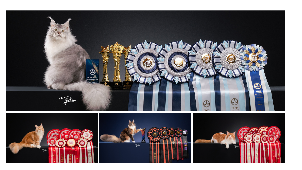TigerCoonCat Thailand's Top 4 National Winner Maine Coons of 2025 - The pinnacle of European bloodline breeding in thailand