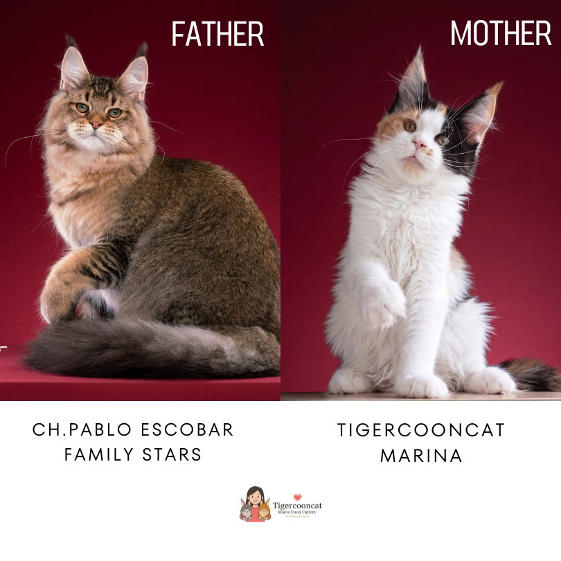 CH. Pablo Escobar Family Stars and Tigercooncat Marina, the premium Maine Coon parents of Tigercooncat Cattery Thailand.