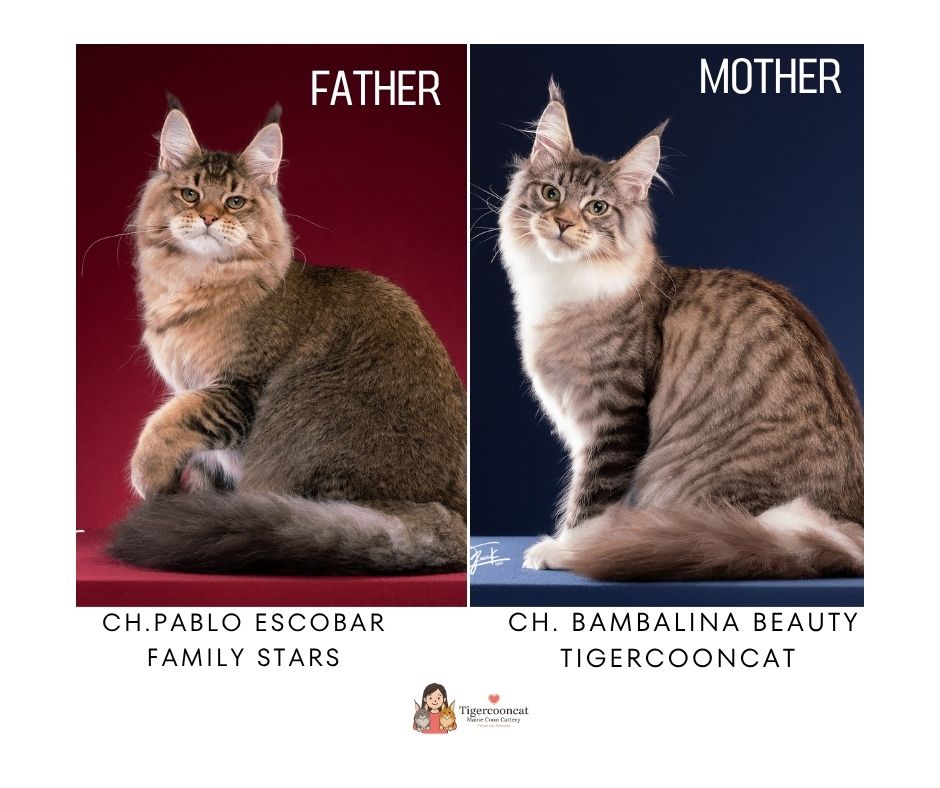 Champion Maine Coon parents - CH. Pablo Escobar and CH. Bambalina Beauty Tigercooncat