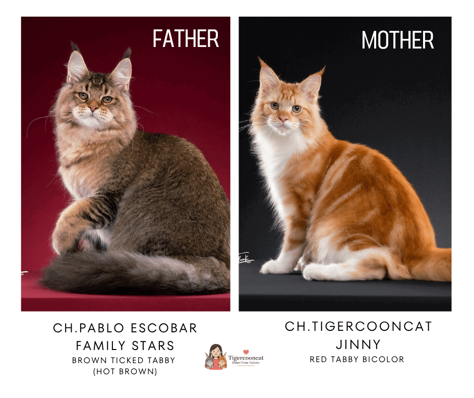 Champion Maine Coon parents CH. Pablo Escobar and Tigercooncat Jinny