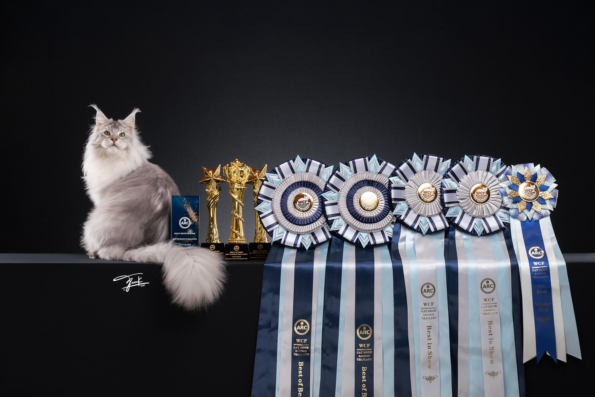 Tigercooncat - The #1 Maine Coon Breeder in Thailand, 2025 National Winner Lou Berjaoui