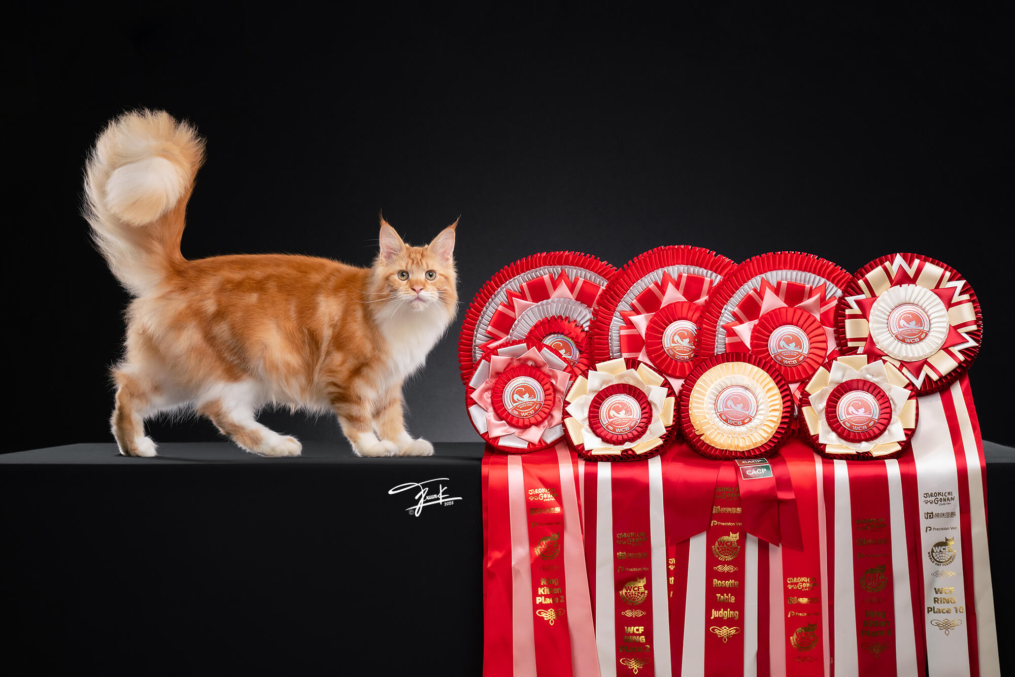 Tigercooncat Jinny - Red Tabby White Maine Coon World Cat Show 2025 Winner Thailand Cattery
