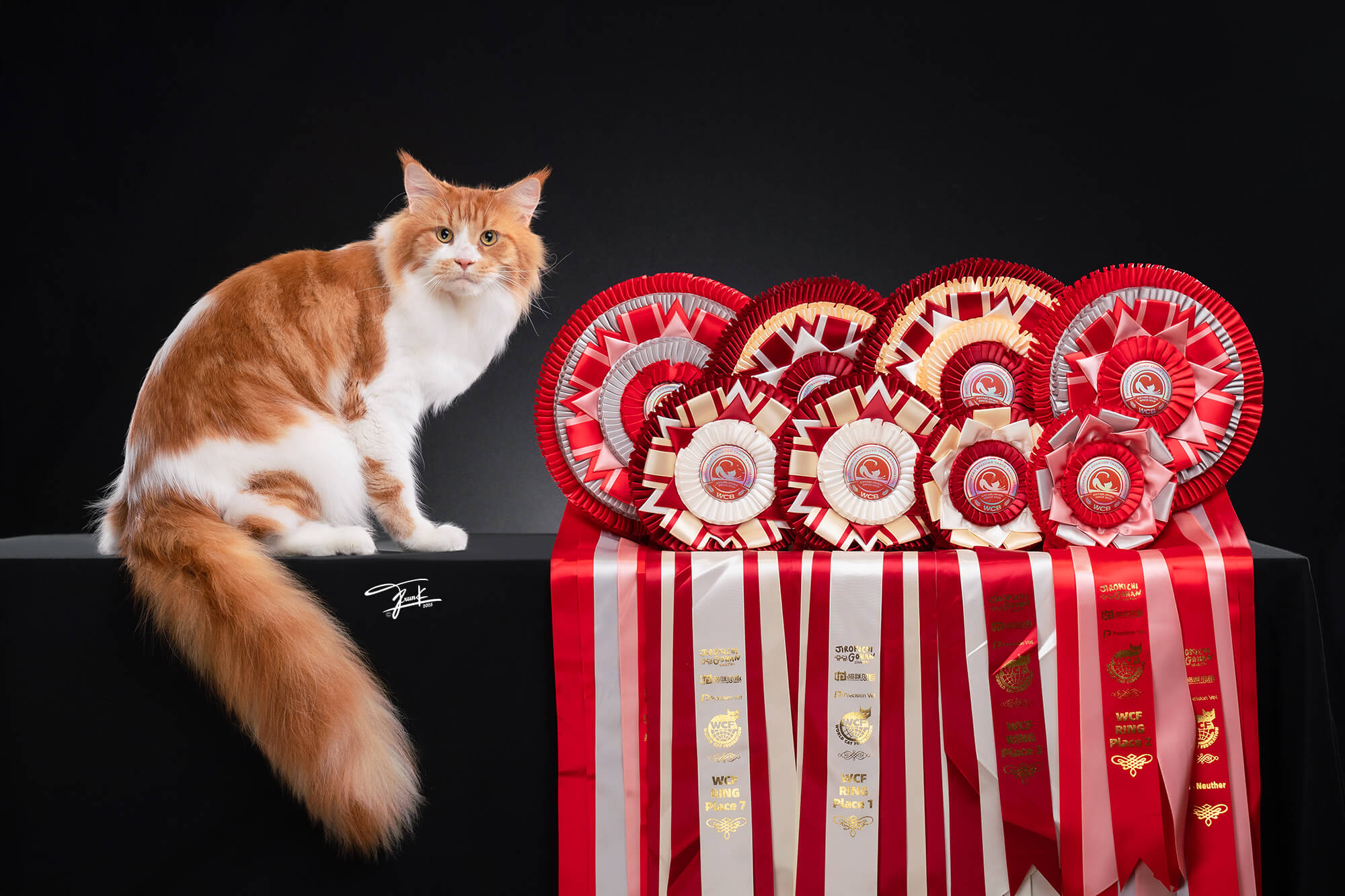 Tigercooncat Hugo - #2 National Winner Red Tabby Maine Coon Thailand Champion Bloodline