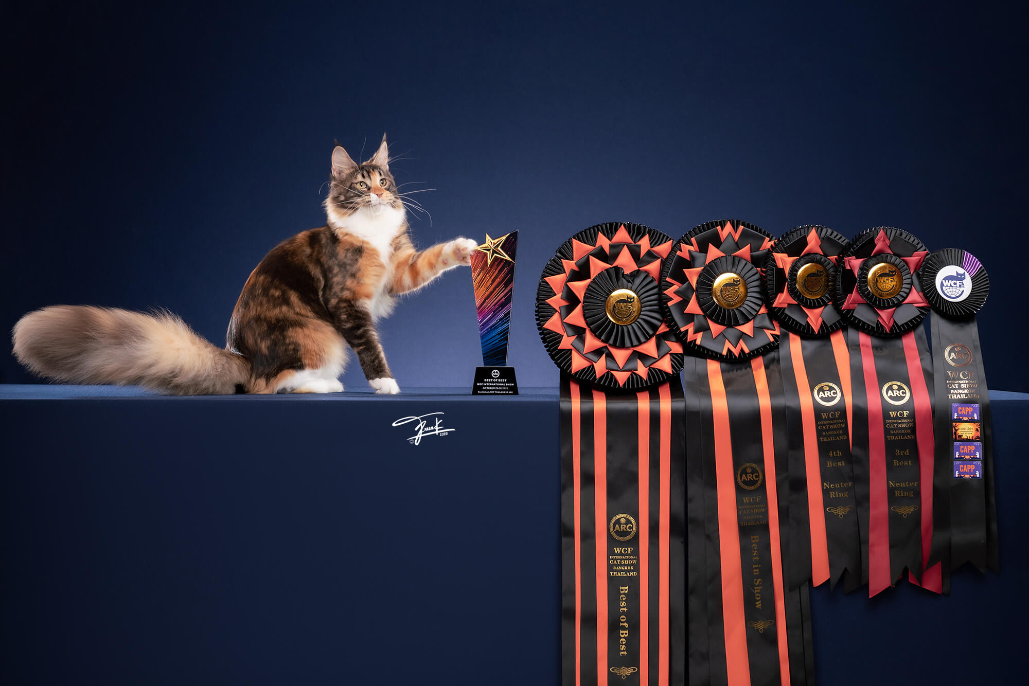 Tigercooncat Sugus - #4 National Winner Tortoiseshell Maine Coon Thailand All Breed Winner