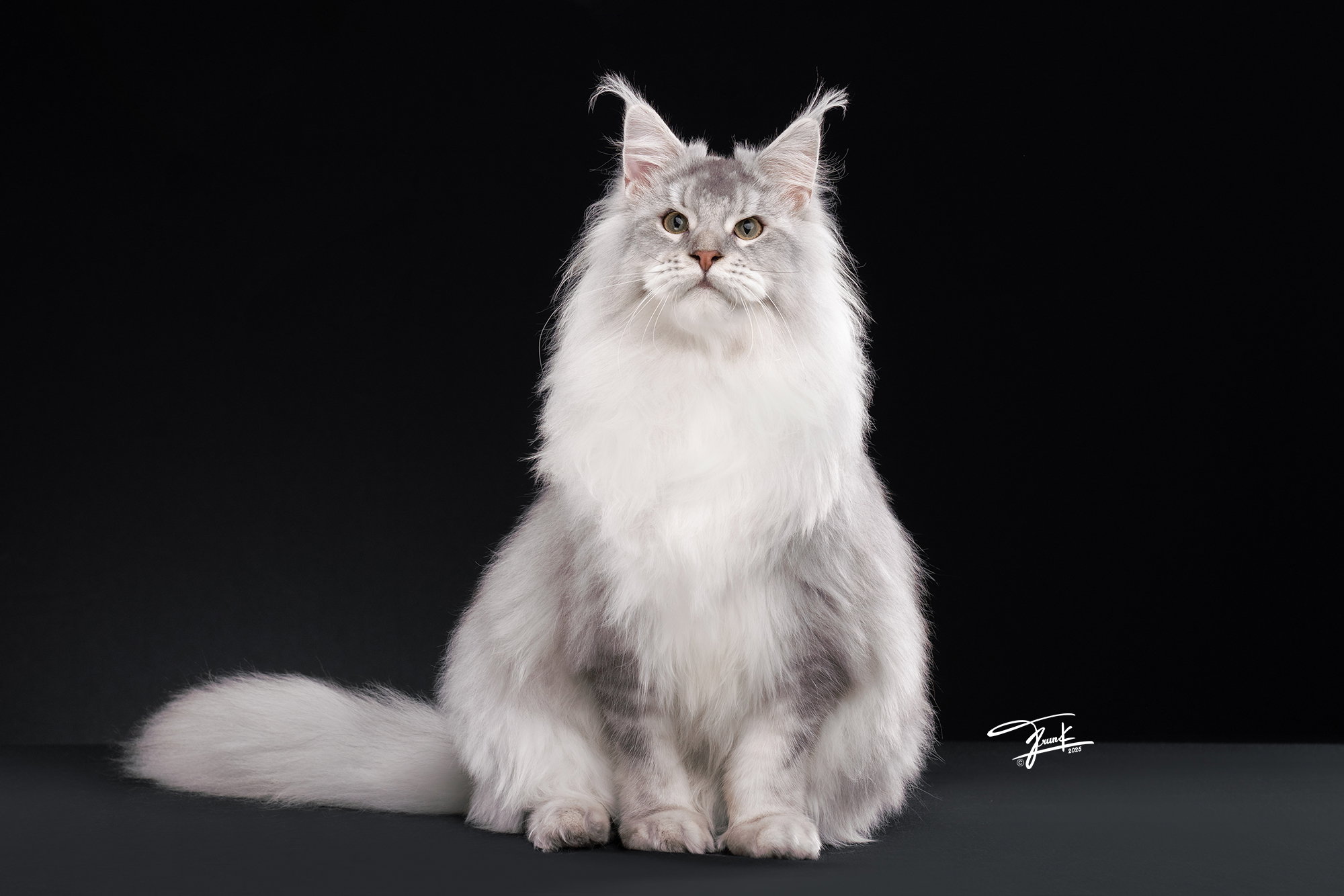 Maine Coon size and structure —  champion bloodline from TigerCoonCat Thailand