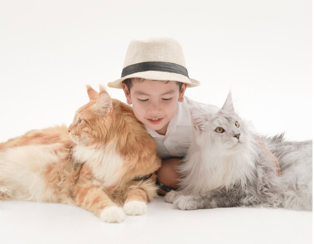 Maine Coon gentle temperament with children —  TigerCoonCat family cattery Thailand