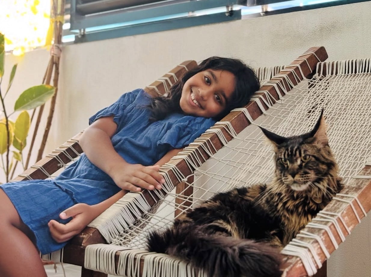 Maine Coon relaxing outdoors in Thailand's tropical climate