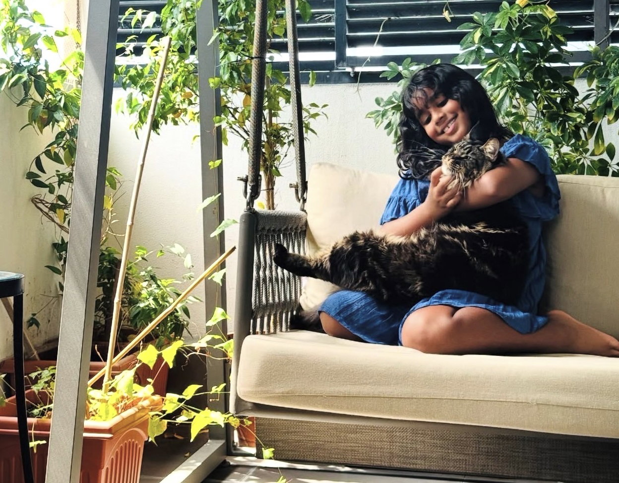 Maine Coon bonding with owner — indoor enrichment in Thailand home