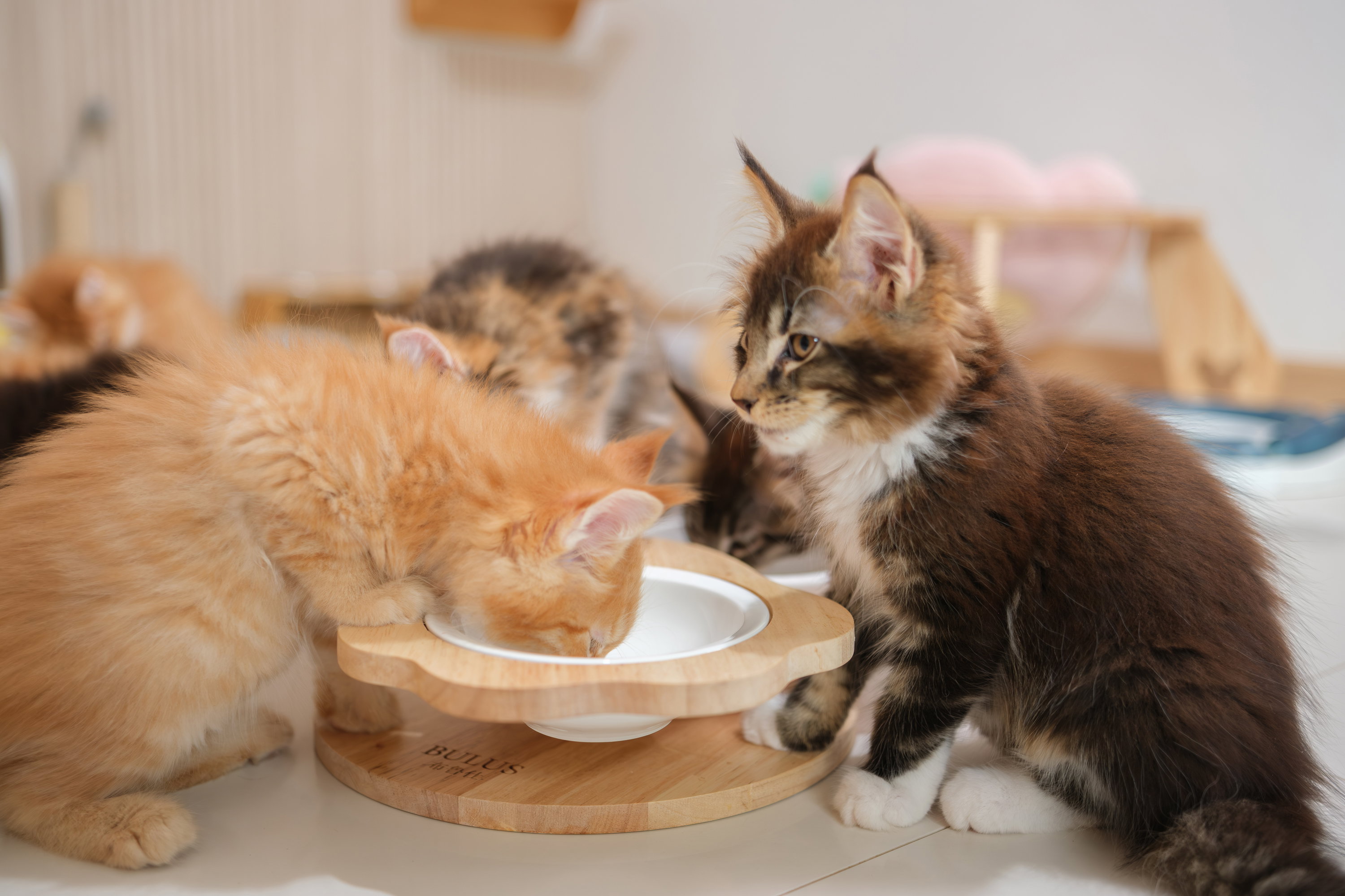 Maine Coon kittens eating — proper nutrition guide Thailand TigerCoonCat