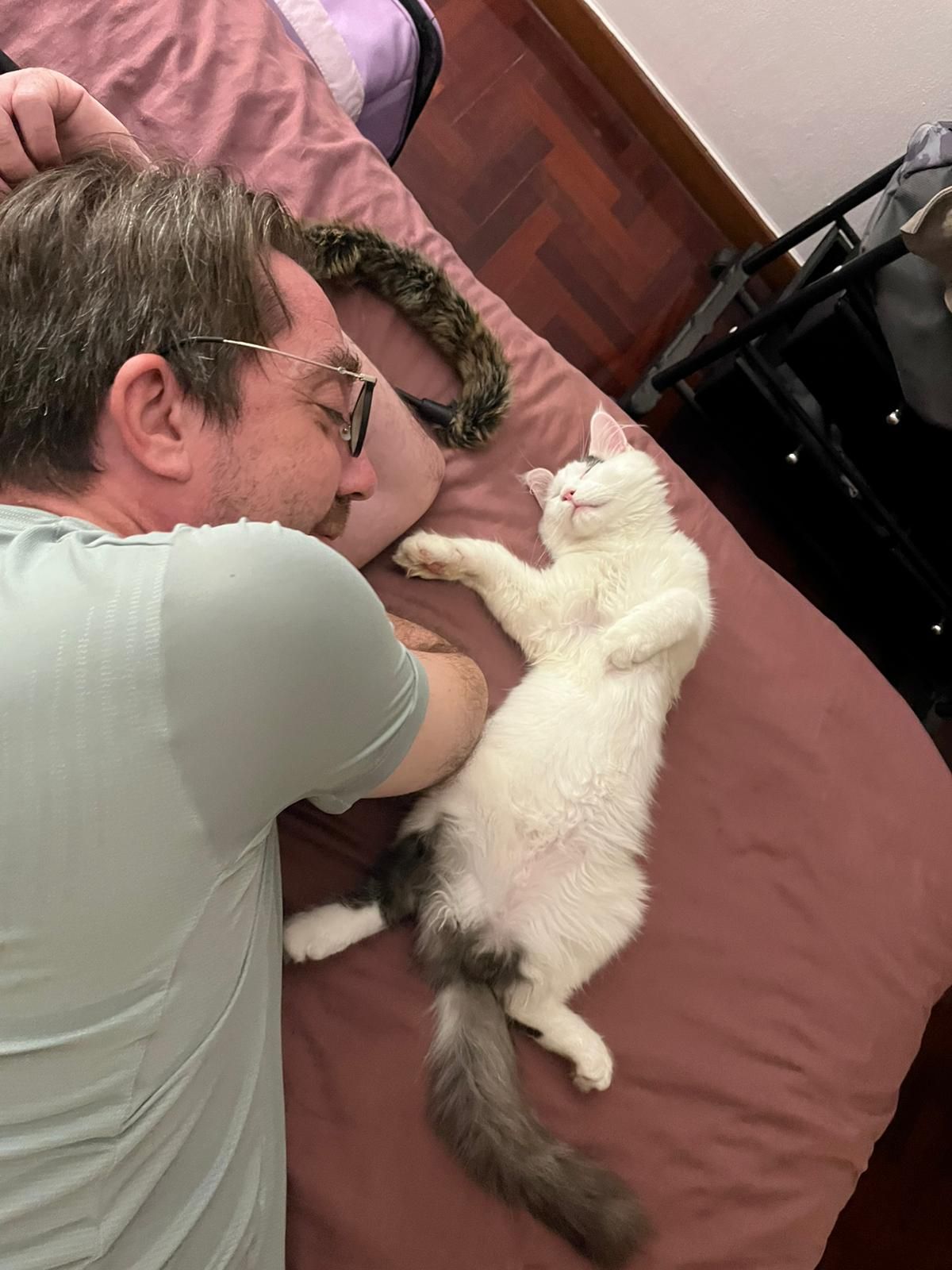Expat owner bonding with Maine Coon  at home in Bangkok — TigerCoonCat family