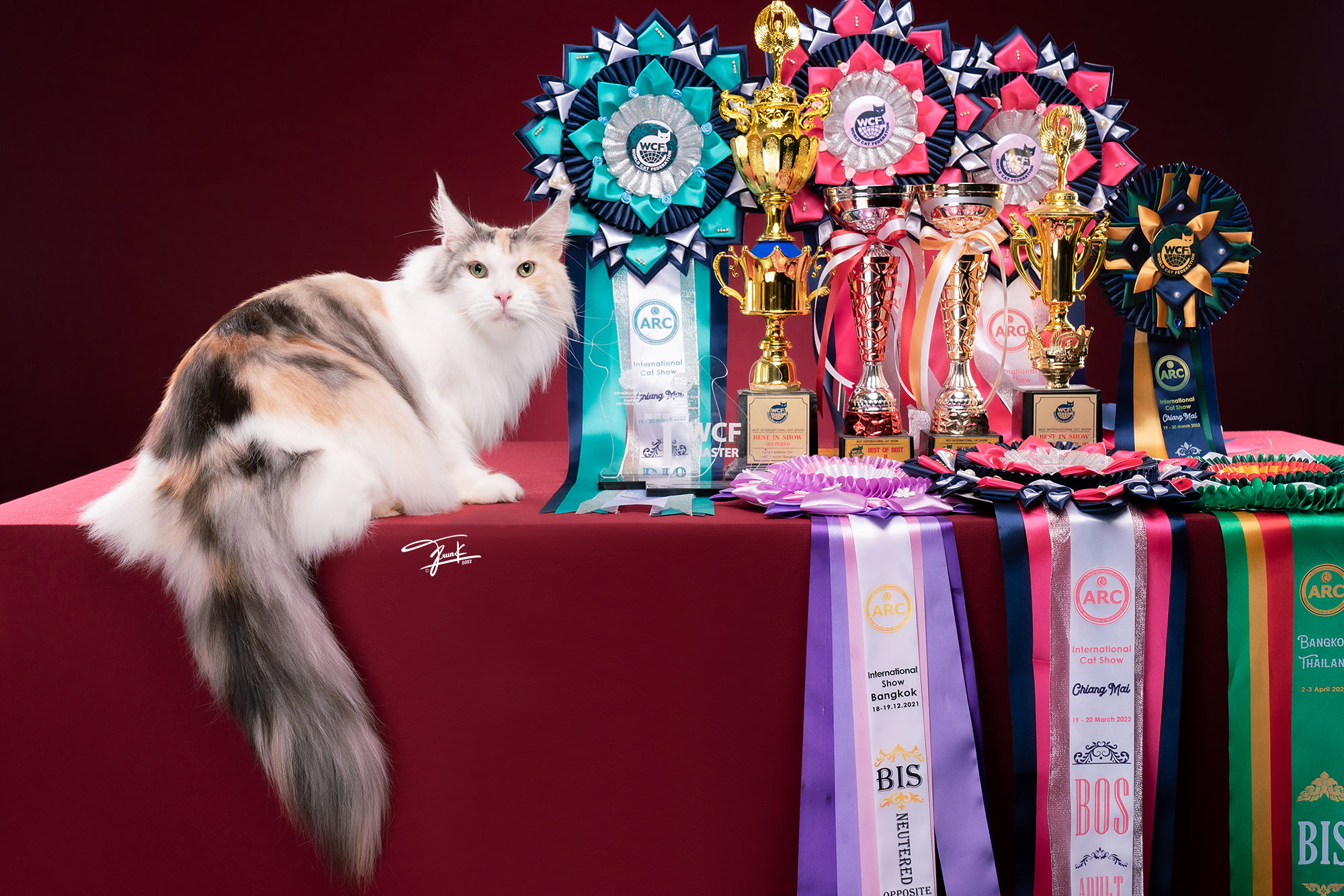 Maine Coon WCF champion with trophies and ribbons  — TigerCoonCat award-winning cattery Thailand