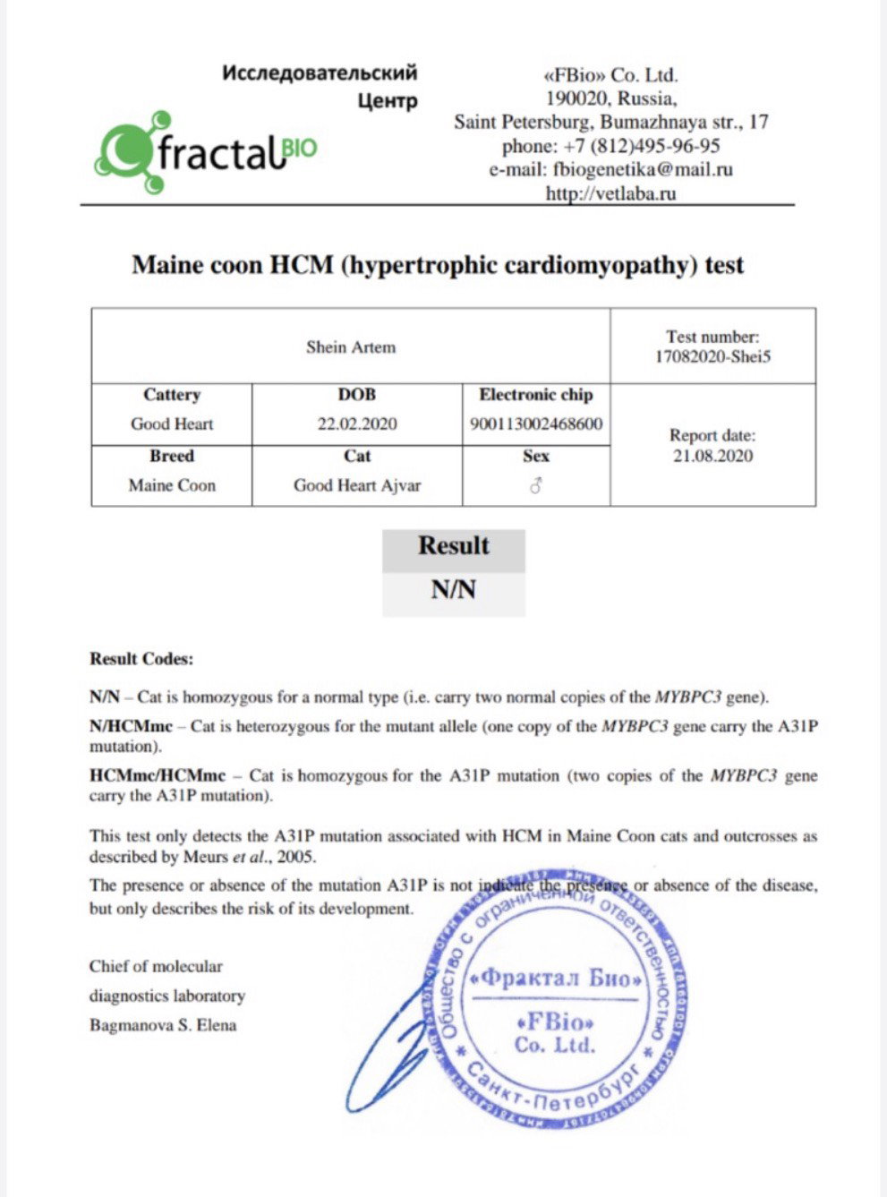 Maine Coon HCM DNA test result N/N clear  — TigerCoonCat responsible breeder Thailand