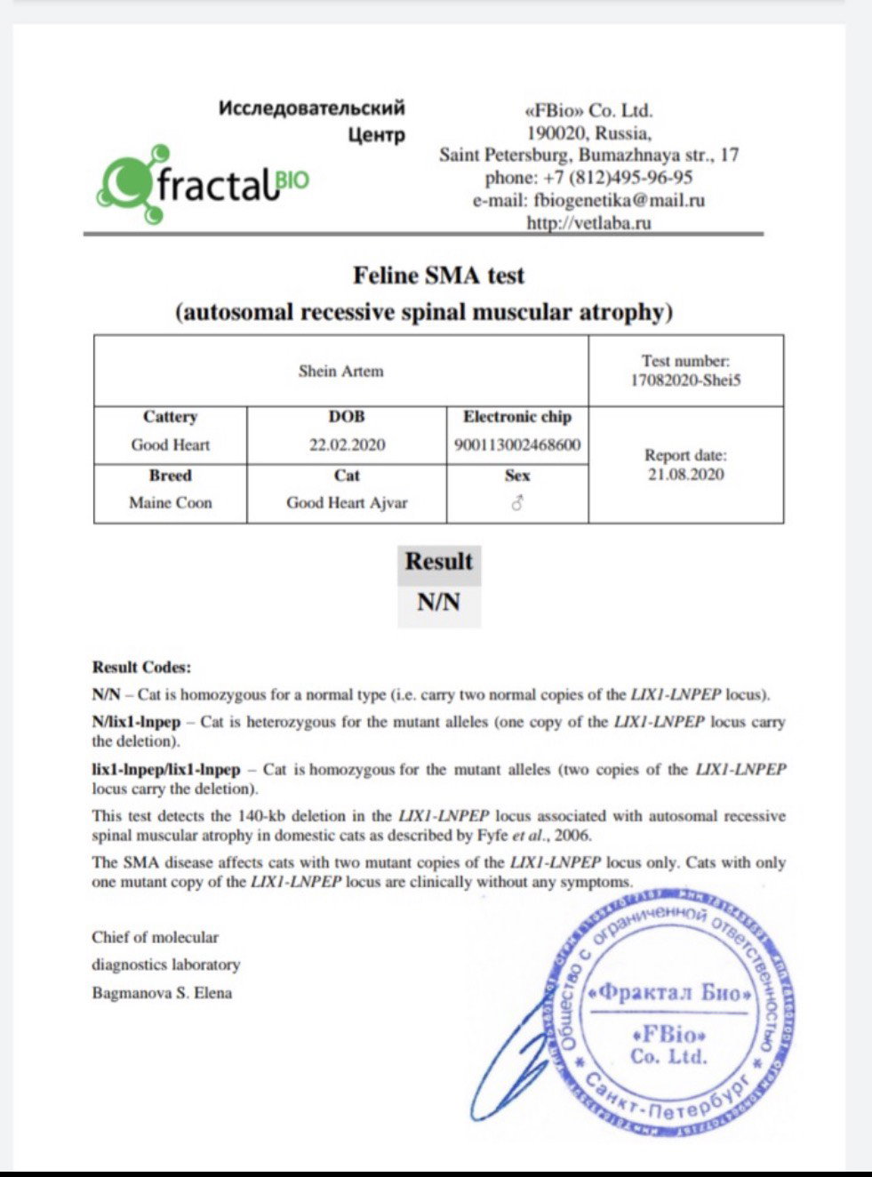 Maine Coon SMA DNA test result N/N clear  — TigerCoonCat responsible breeder Thailand