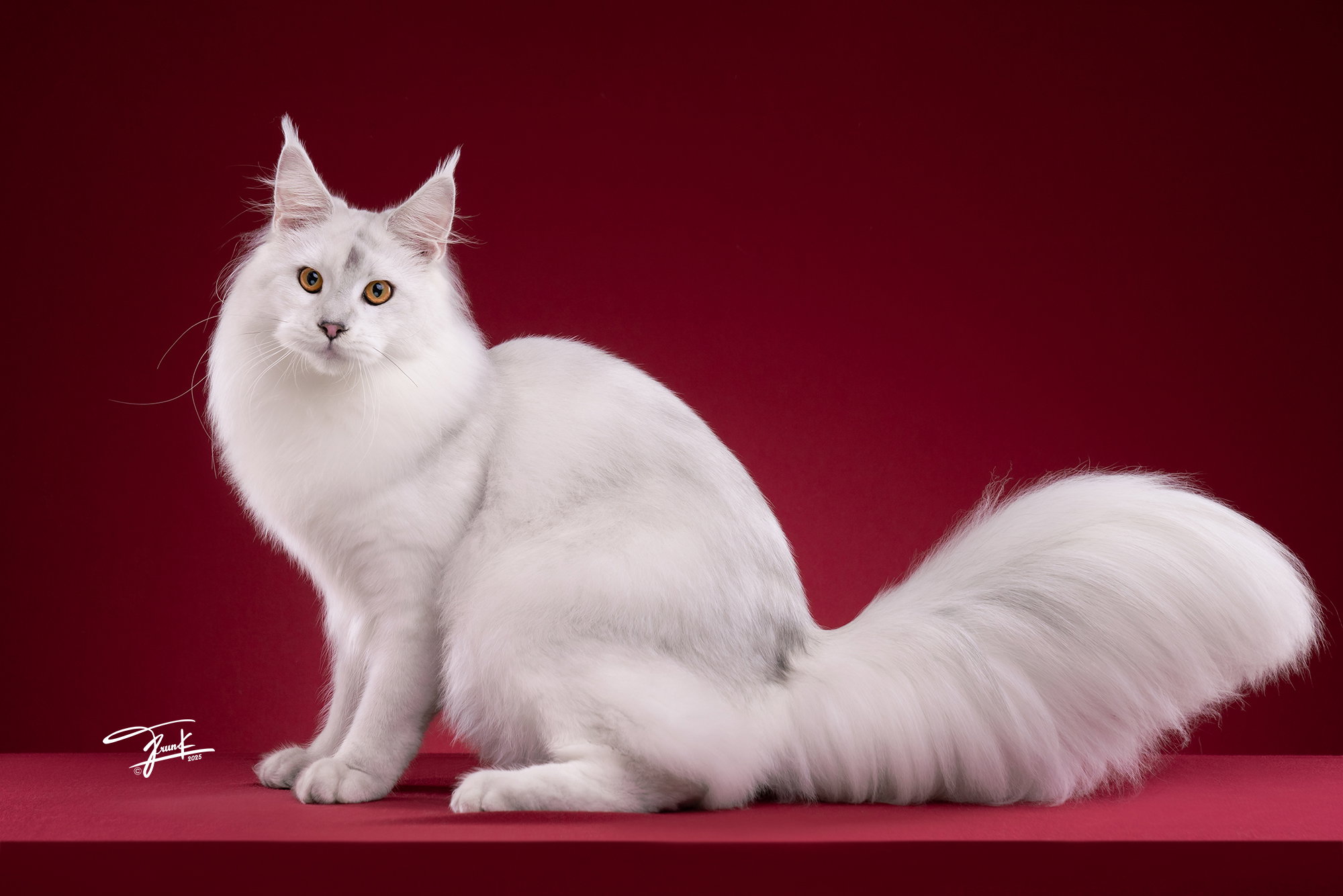 เมนคูน Blue Silver Shell ยืนเห็นลำตัวและหางเต็มตัว สายเลือดแชมป์ TigerCoonCat