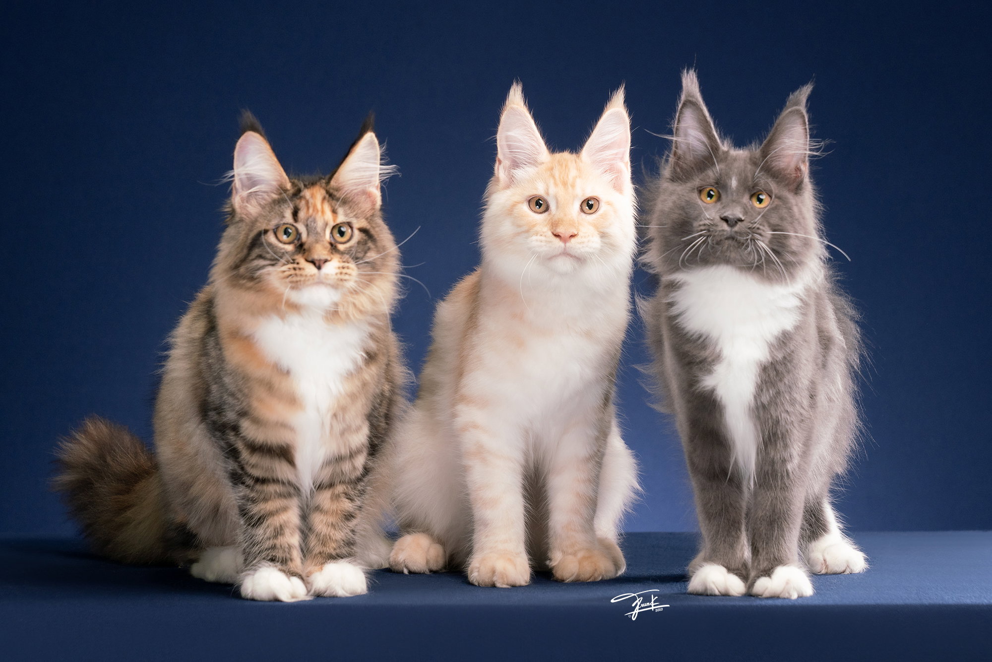 ลูกแมวเมนคูน 3 ตัวหลากสี Tortoiseshell Cream และ Blue TigerCoonCat