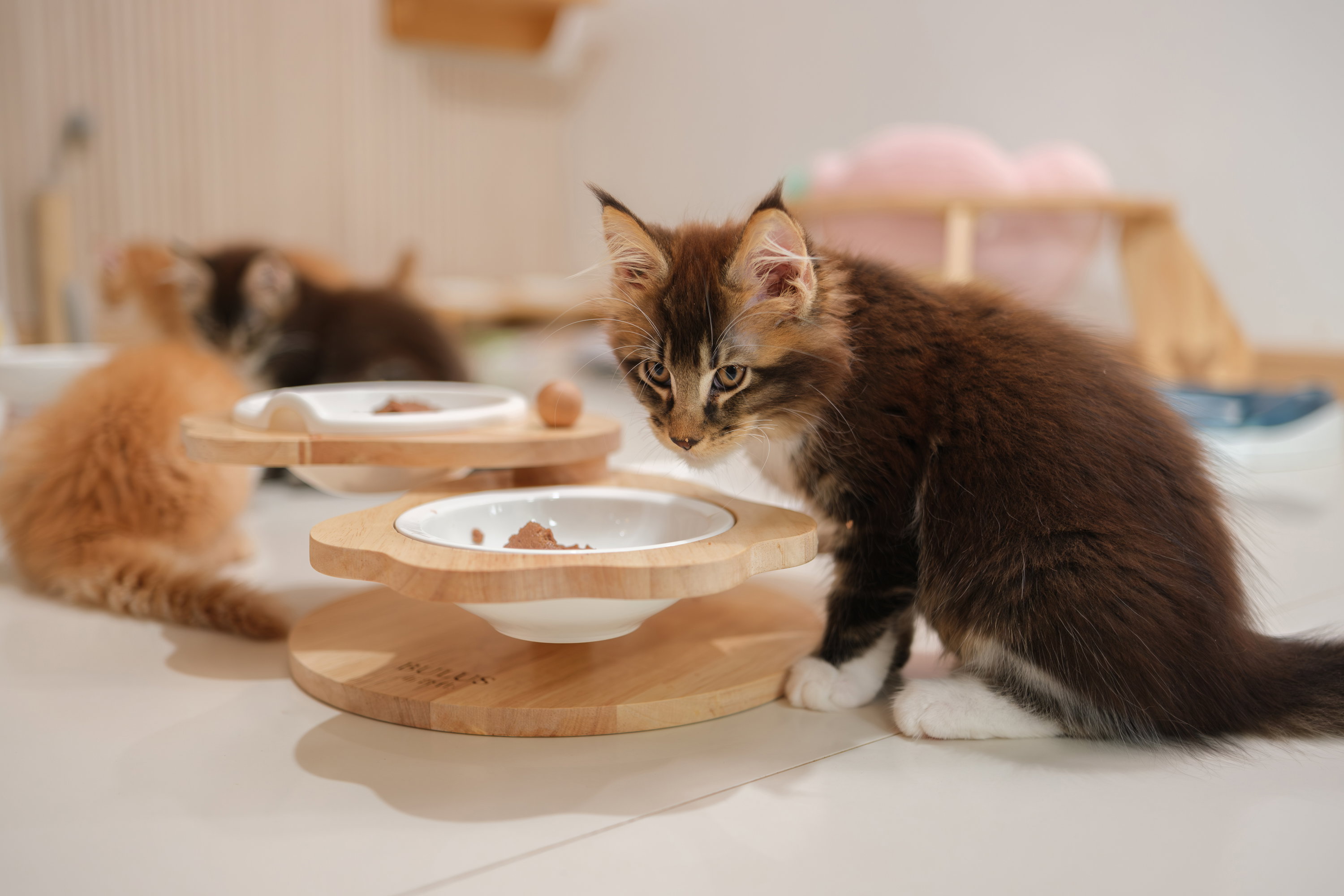 แมวเมนคูนกินอาหารเปียกจากชามไม้ — โภชนาการคุณภาพสูง TigerCoonCat