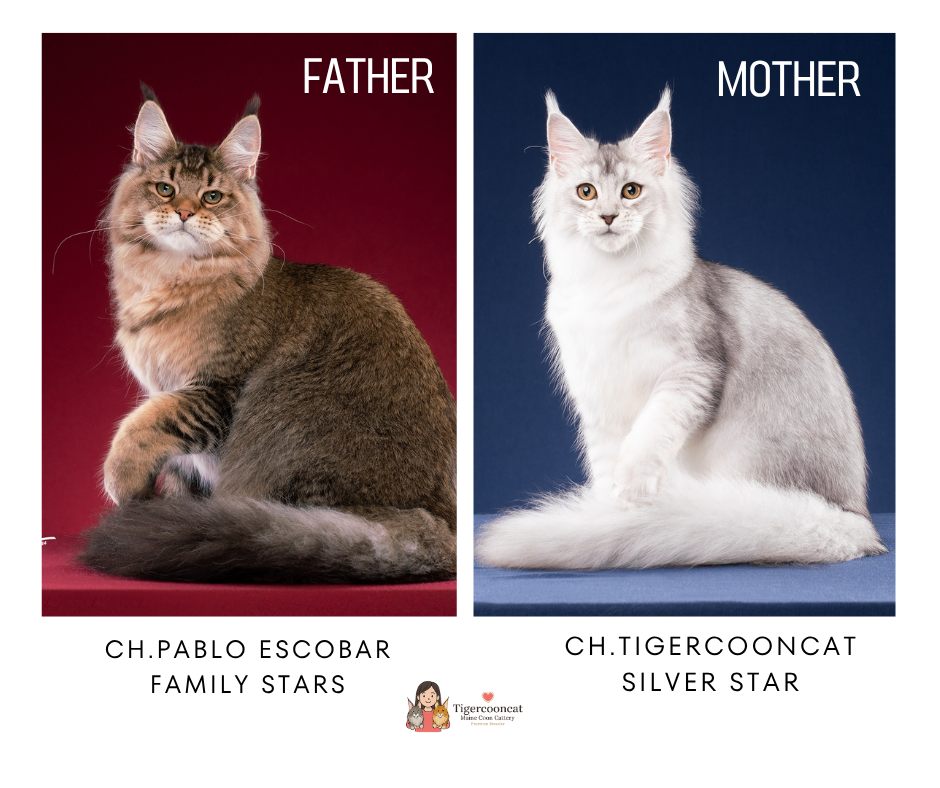 Father CH. Pablo Escobar Family Stars and Mother Tigercooncat Silver Star — proud parents of Tigercooncat Sebastian, Black Silver Tabby Male Maine Coon kitten Thailand