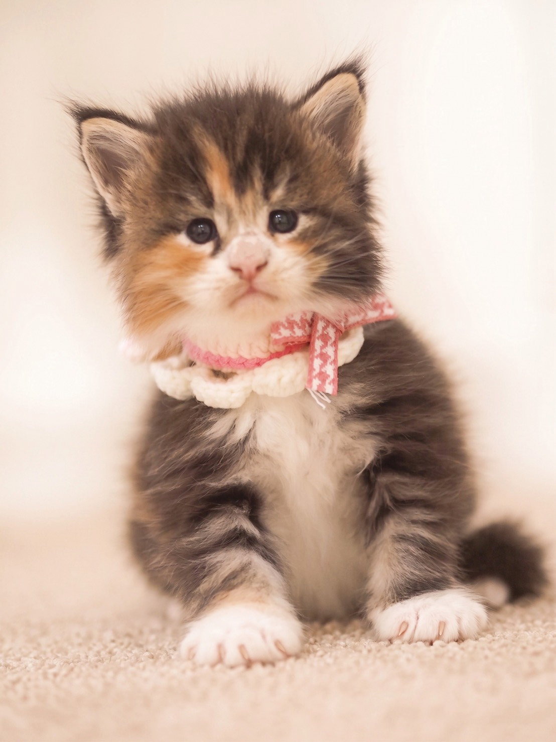 Stella | Black Tortoiseshell White Female Maine Coon | Tigercooncat
