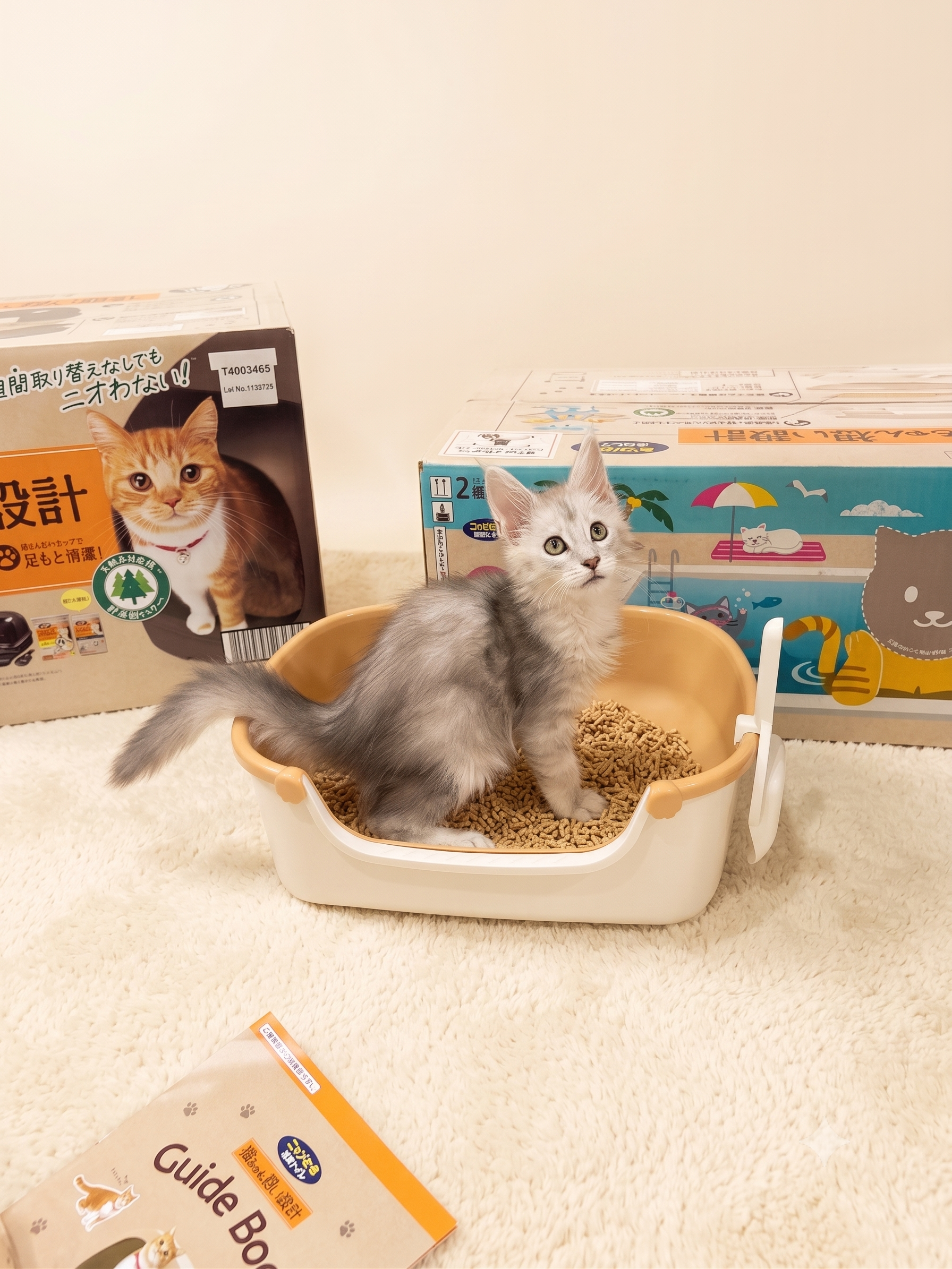 Maine Coon Silver kitten with Nyantomo Clean Toilet Set — TigerCoonCat Thailand