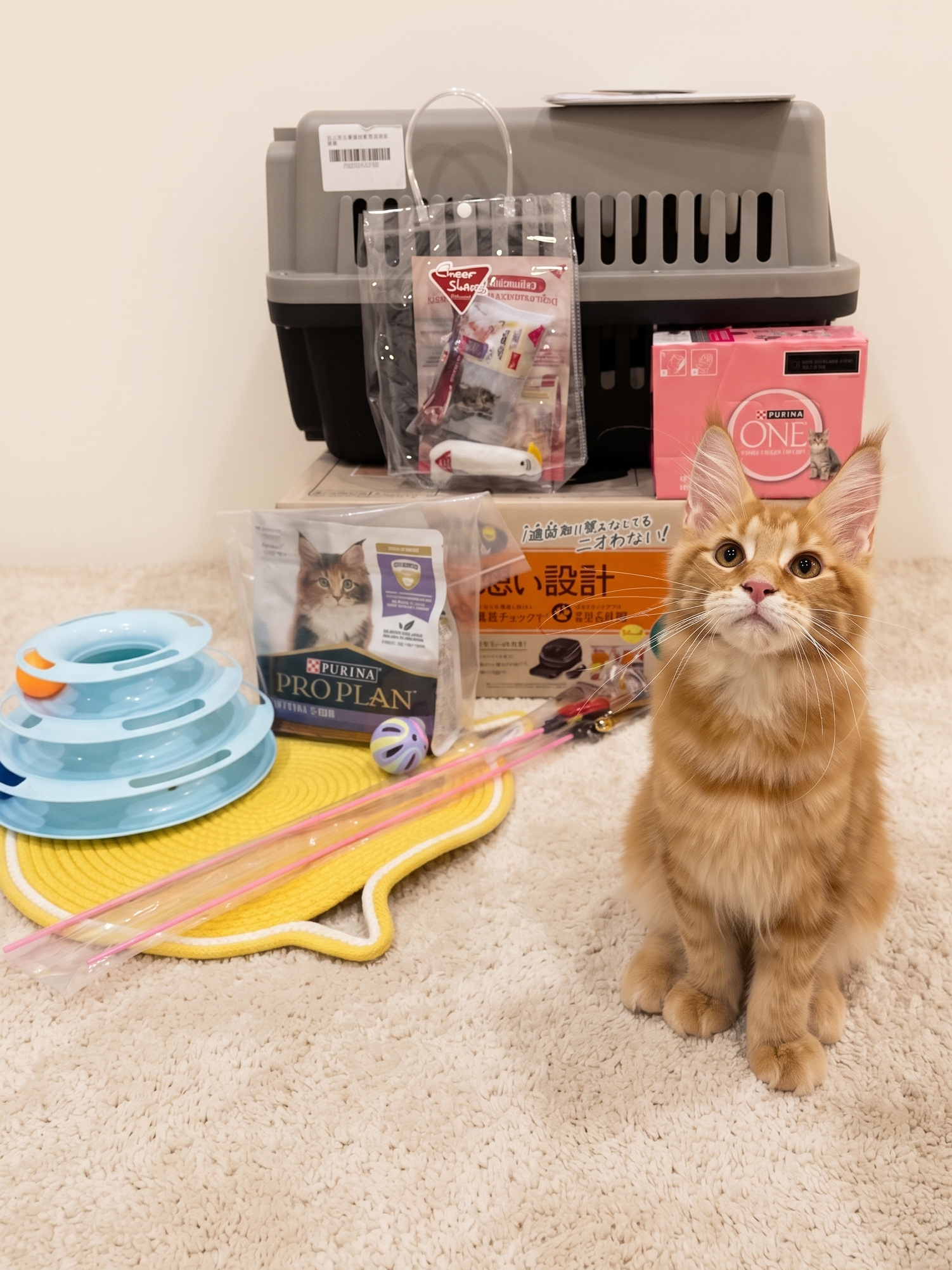 Maine Coon kitten with Pro Plan food and Nyantomo litter box — TigerCoonCat Thailand