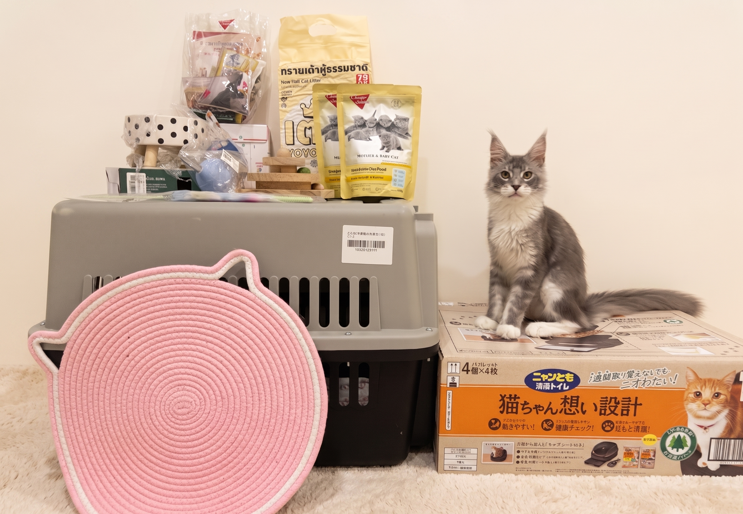 ชุดของใช้ครบพร้อมรับลูกแมวเมนคูน — TigerCoonCat นนทบุรี