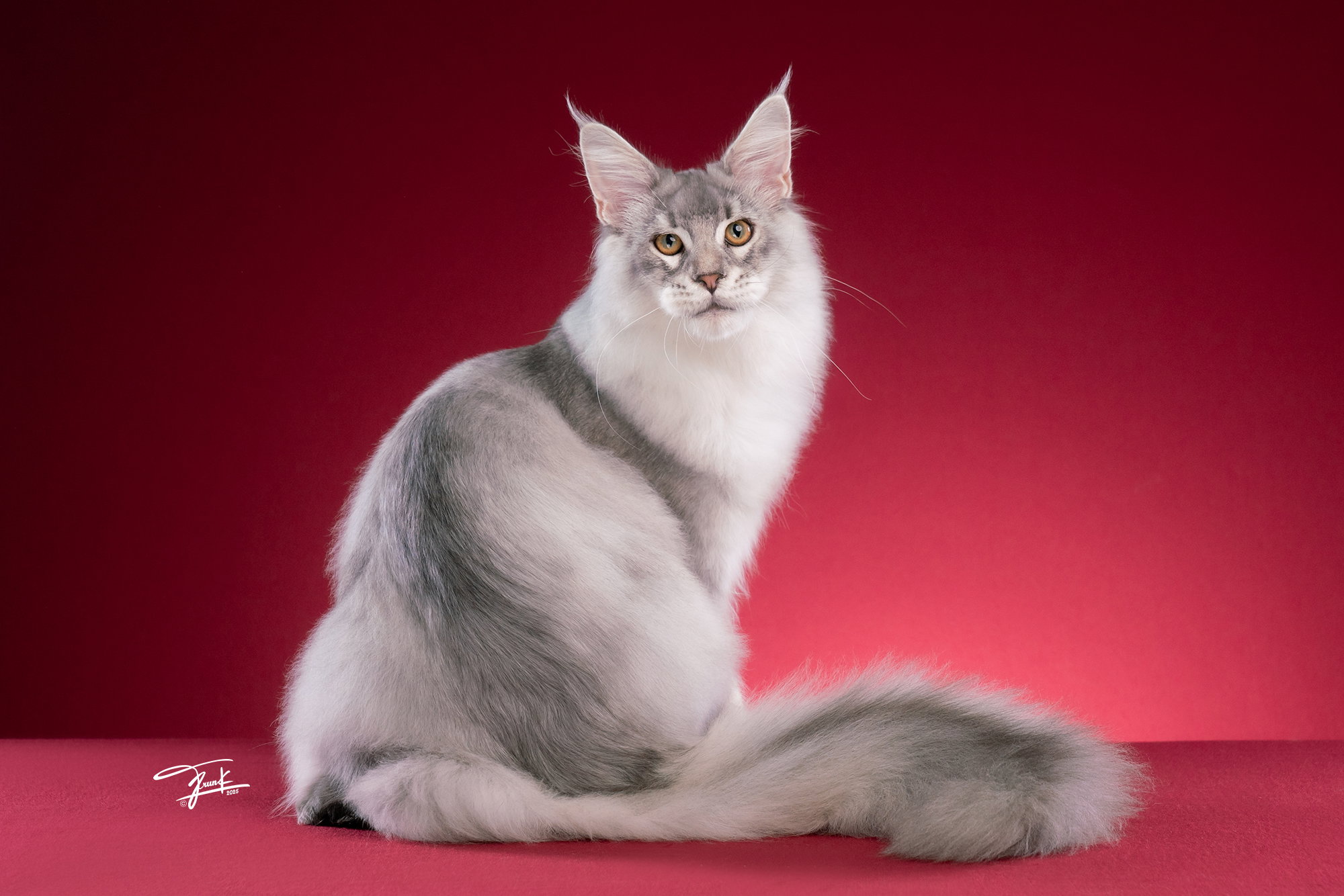 แมว Maine Coon โตเต็มวัย ขนฟูเต็มฟอร์ม โครงสร้างร่างกายแข็งแรง แสดงถึงการดูแลกล้ามเนื้อ ขน และรูปร่างที่สมบูรณ์