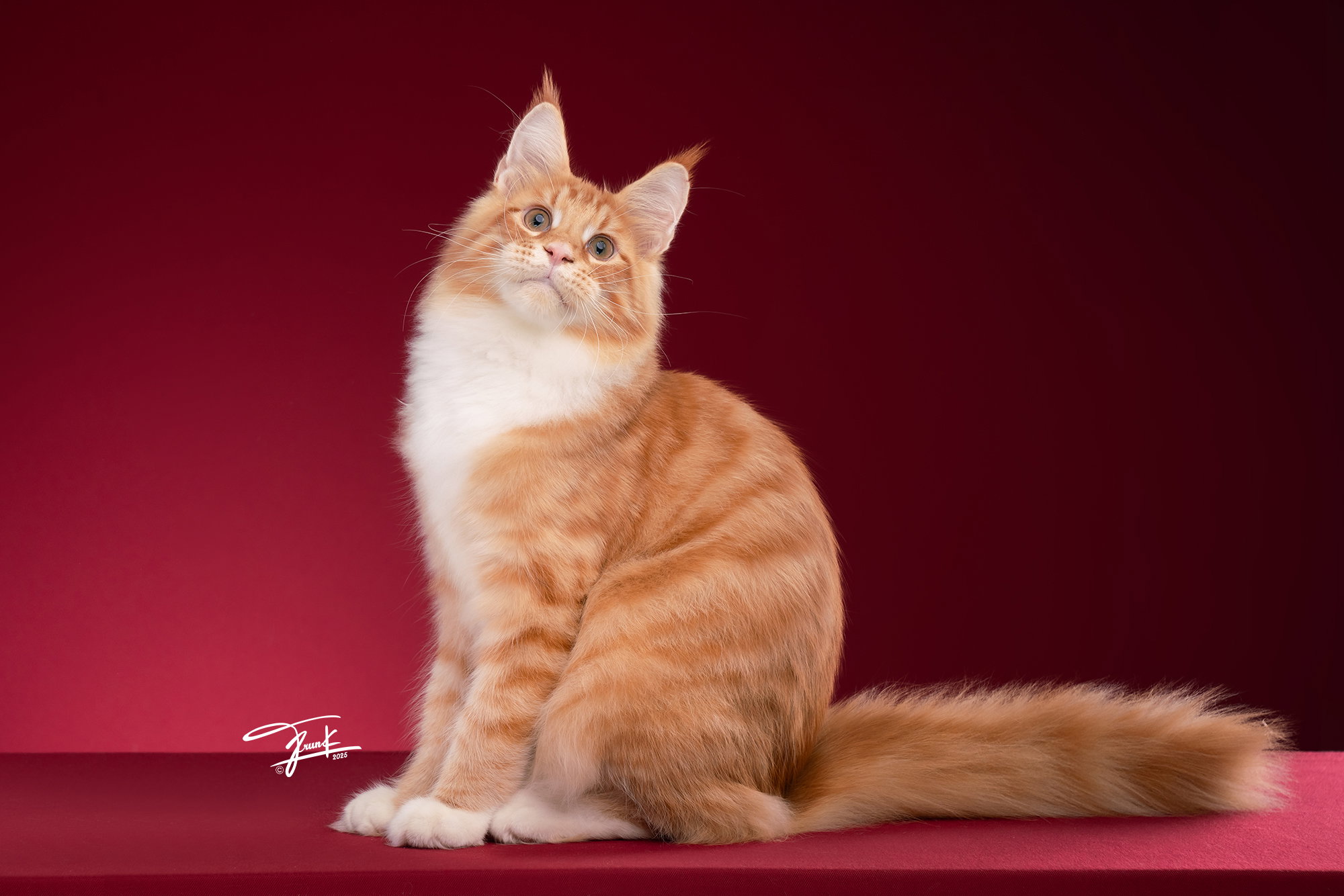แมว Maine Coon วัยรุ่นอายุ 3–15 เดือน ขายาว อกเริ่มกว้าง กำลังพัฒนาโครงสร้างร่างกายและกล้ามเนื้อ